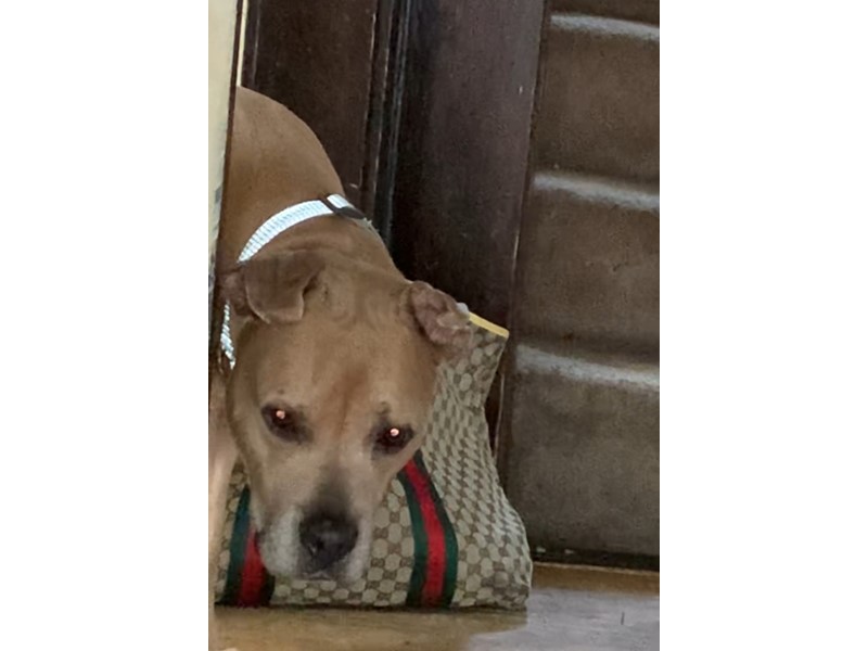 Pet Photo