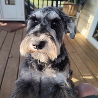 Lost Pet Image