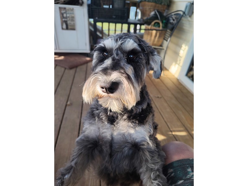 Pet Photo