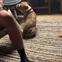 Lost Pet Image