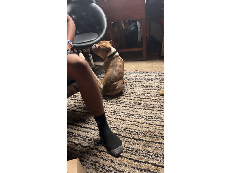 Pet Photo