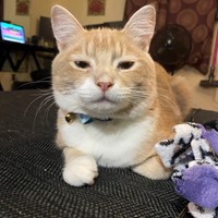 Lost Pet Image