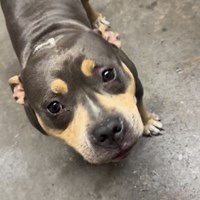 Lost Pet Image