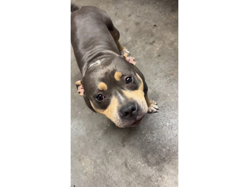 Pet Photo