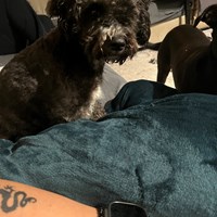 Lost Pet Image