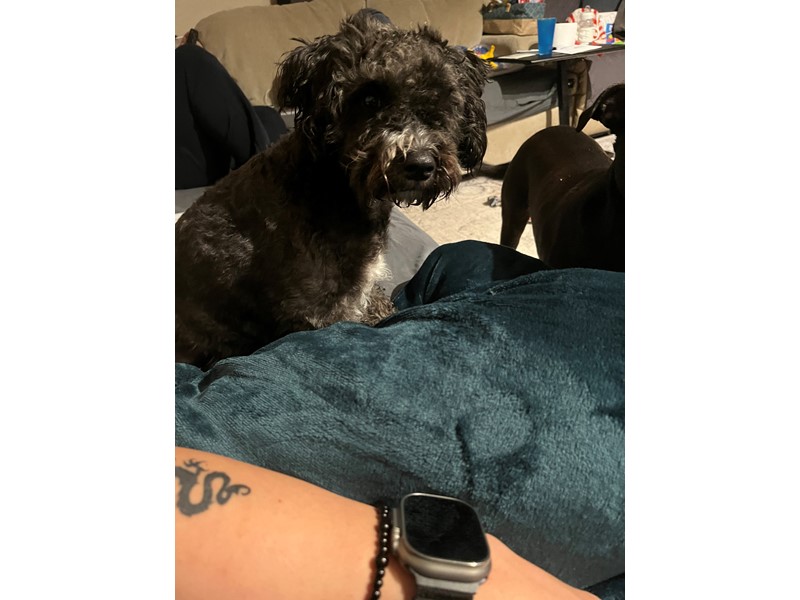 Pet Photo
