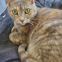 Lost Pet Image