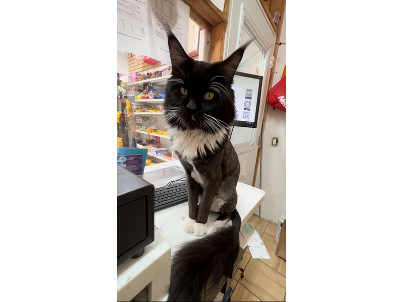 Pet Photo