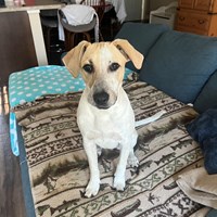 Lost Pet Image