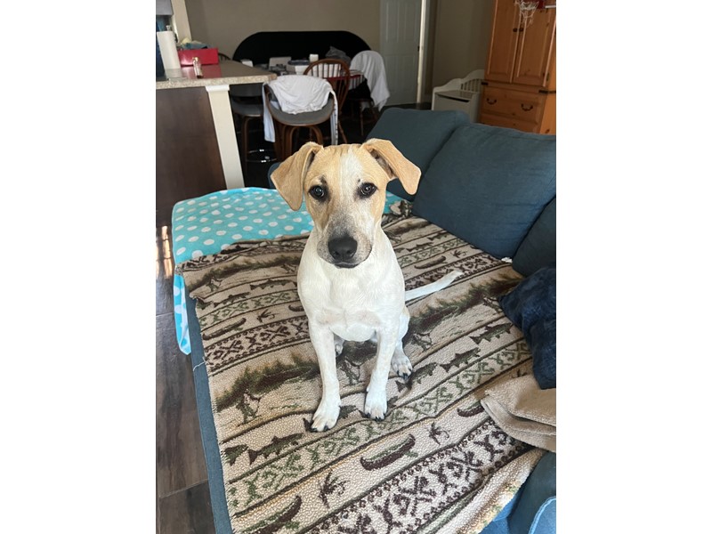 Pet Photo