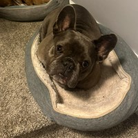 Lost Pet Image