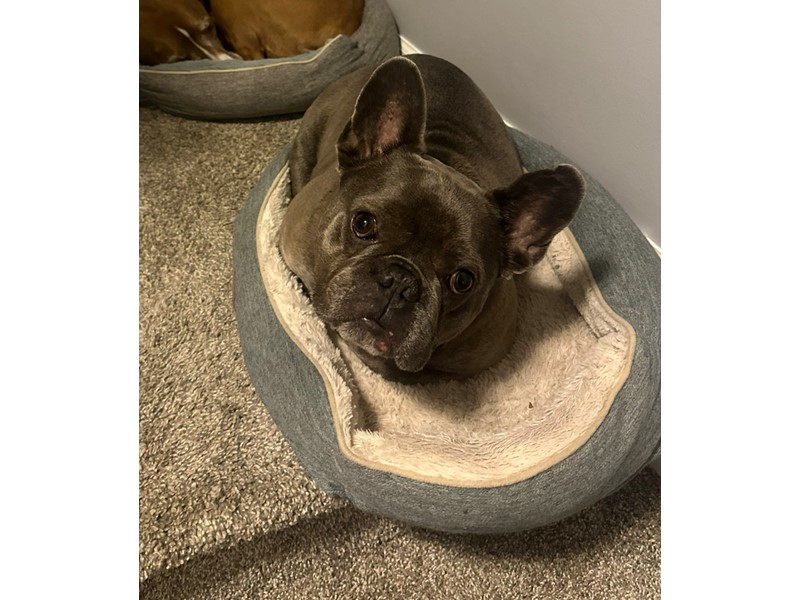 Pet Photo