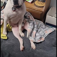 Lost Pet Image