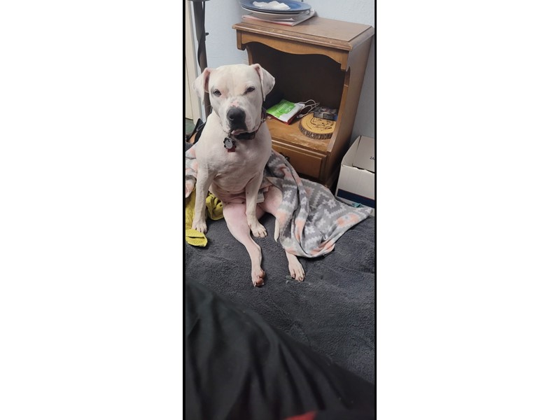 Pet Photo