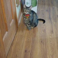 Lost Pet Image