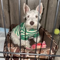 Lost Pet Image