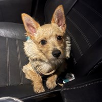 Lost Pet Image