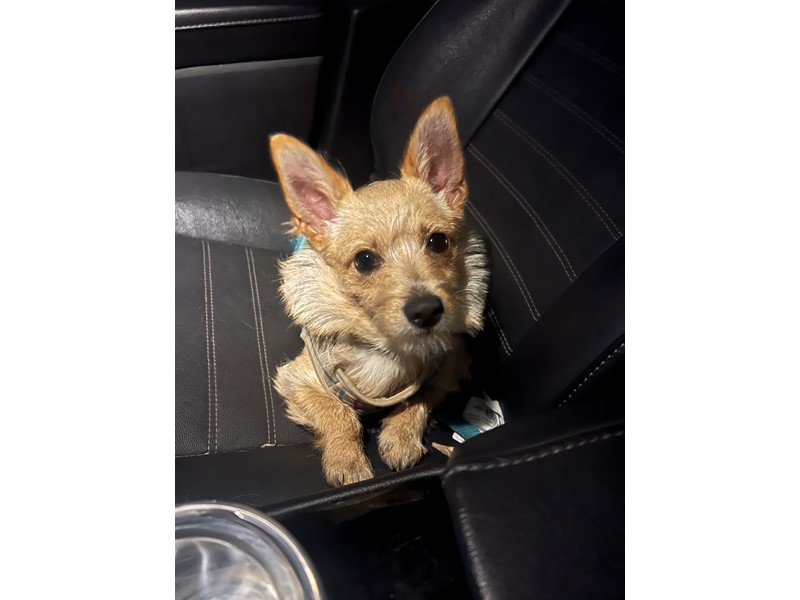 Pet Photo