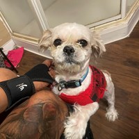Lost Pet Image