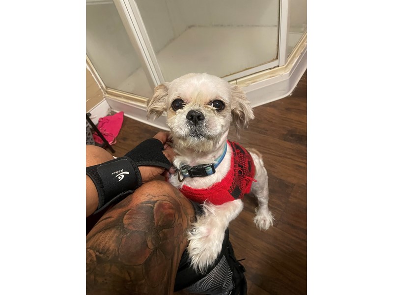 Pet Photo