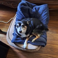 Lost Pet Image