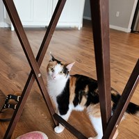 Lost Pet Image
