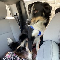 Lost Pet Image