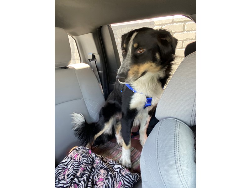 Pet Photo