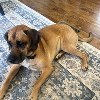 Lost Pet Image