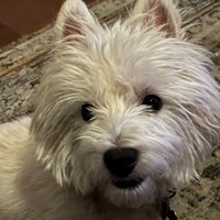 Lost Pet Image