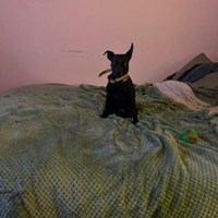 Lost Pet Image