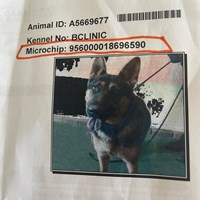 Lost Pet Image