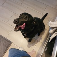 Lost Pet Image