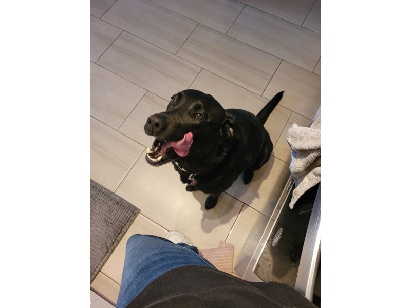 Pet Photo
