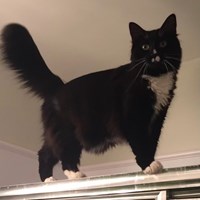 Lost Pet Image
