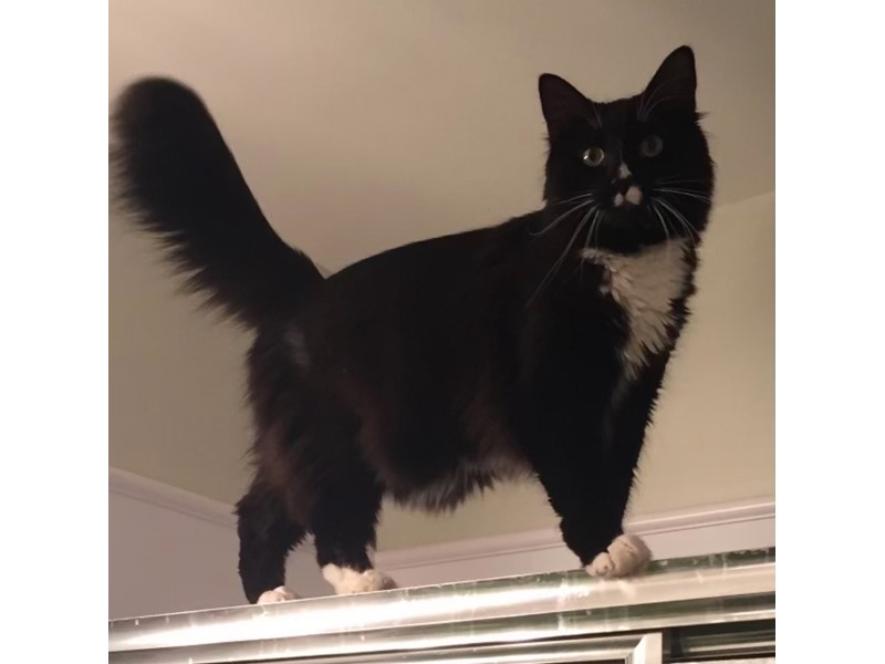 Pet Photo