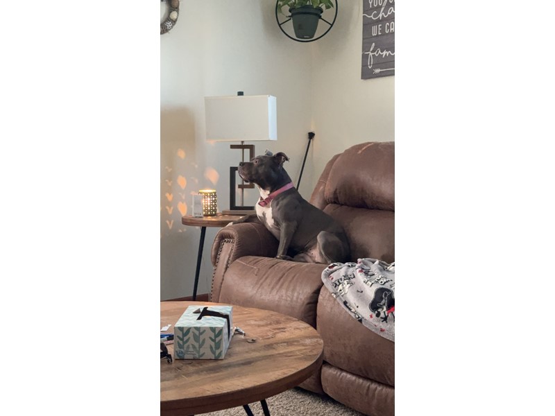 Pet Photo