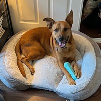 Lost Pet Image