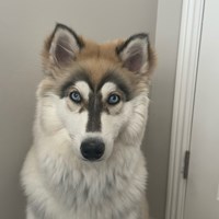 Lost Pet Image