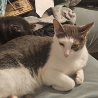 Lost Pet Image