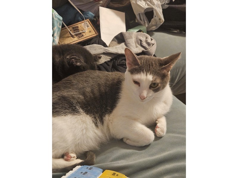 Pet Photo