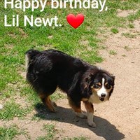 Lost Pet Image