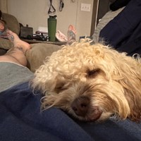 Lost Pet Image