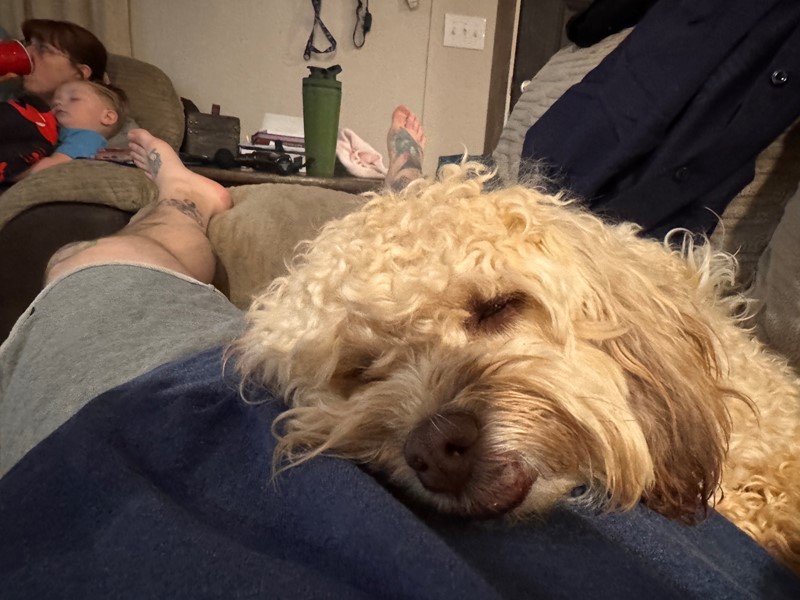 Pet Photo