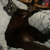 Lost Pet Image