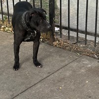 Lost Pet Image