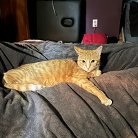 Lost Pet Image