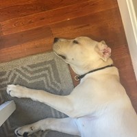 Lost Pet Image
