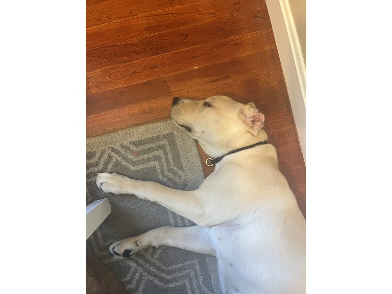 Pet Photo