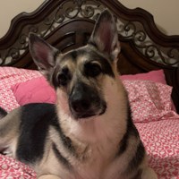 Lost Pet Image